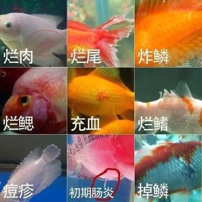 龙鱼吃饱趴缸怎么办?：龙鱼吃饱后趴在鱼缸底部不动时，可能是由于多种原因导致