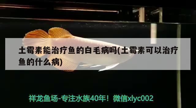 龙鱼白毛病的特效药vs祥龙鱼场：龙鱼白毛病和金龙鱼的养殖注意事项:金龙鱼白毛病怎么治疗 vs祥龙鱼场 第1张