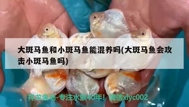 龙鱼和斑马鱼混养可以吗：龙鱼与斑马鱼的混养 龙鱼百科 第3张