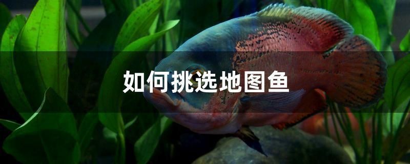 龙鱼缸改海水FOT方法：龙鱼缸改海水fot方法 龙鱼百科 第2张