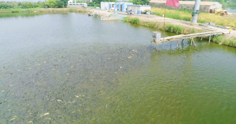 龙鱼吃草金鱼好不好：关于龙鱼与金鱼的饮食搭配问题 水族问答