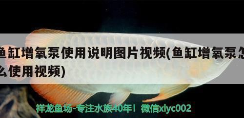 金龙鱼需要增氧吗vs祥龙鱼场：祥龙鱼场增氧设备对比