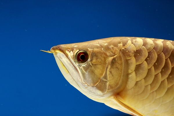 龙鱼怎样喂食比较好：龙鱼是水族箱中的观赏鱼，其饲养需要注意和喂食方法 龙鱼百科 第4张