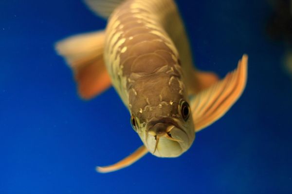 龙鱼怎样喂食比较好：龙鱼是水族箱中的观赏鱼，其饲养需要注意和喂食方法 龙鱼百科 第3张