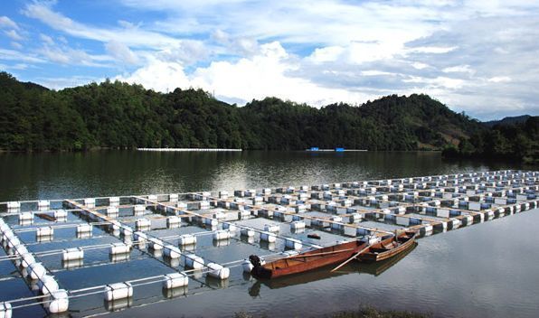 龙鱼吃淡水虾还是海虾：如果龙鱼同时吃淡水虾和海虾，会发生什么问题？ 水族问答 第1张