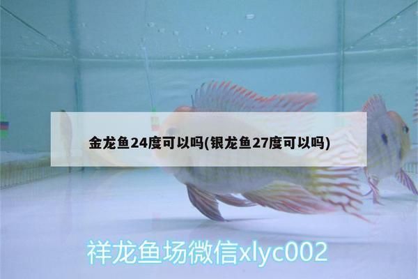 27度养龙鱼vs祥龙鱼场：27度水温养龙鱼的注意事项,祥龙鱼场龙鱼价格对比 vs祥龙鱼场 第2张