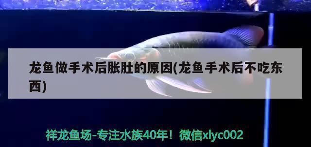 龙鱼吃得肚子鼓vs祥龙鱼场：祥龙鱼场口碑评价,龙鱼饮食习惯介绍 vs祥龙鱼场 第2张