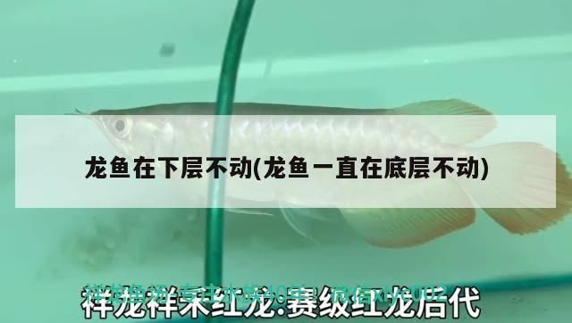 龙鱼老是在缸底不游怎么回事：龙鱼老是在缸底不游怎么办 龙鱼百科 第1张