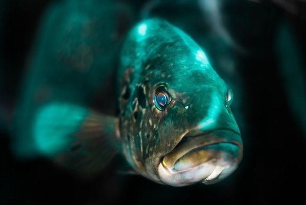 旅游网站祥龙水族馆评价：青岛市北区祥龙水族馆 龙鱼百科 第5张