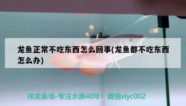 龙鱼都不吃东西怎么办vs祥龙鱼场：龙鱼不吃东西的原因以及解决方法 vs祥龙鱼场 第1张