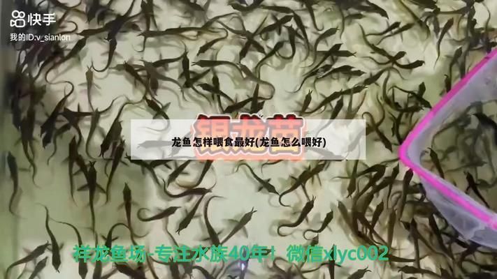 龙鱼第一次喂食怎么喂好vs祥龙鱼场：祥龙鱼场龙鱼喂食频率指南 vs祥龙鱼场 第2张