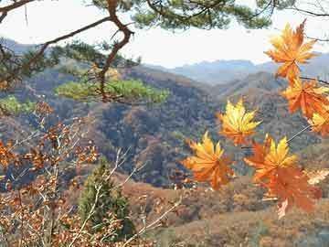 龙鱼缸颜色vs祥龙鱼场：龙鱼缸颜色与吉祥龙鱼场之间的关联性,祥龙鱼缸材质对比分析 vs祥龙鱼场 第3张