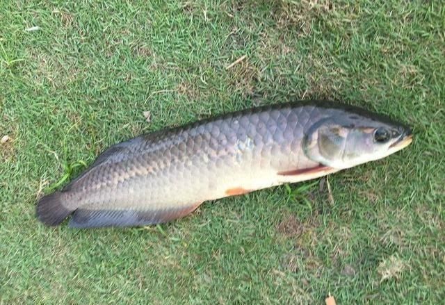 龙鱼最佳温度多少合适钓鱼：夏季钓龙鱼降温技巧，龙鱼水温波动应对策略， 龙鱼百科 第4张