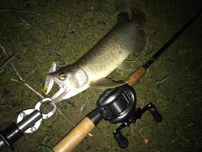 龙鱼最佳温度多少合适钓鱼：夏季钓龙鱼降温技巧，龙鱼水温波动应对策略， 龙鱼百科 第3张