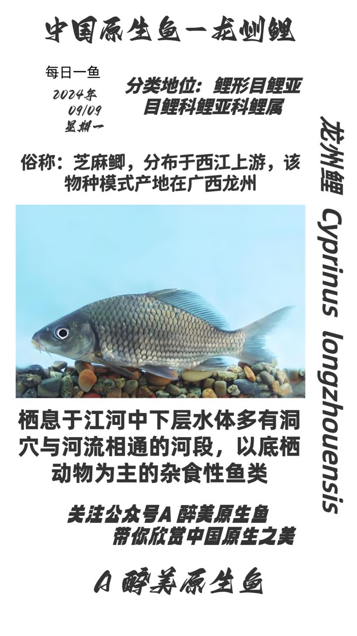 龙州鲤：龙州鲤在现代水产养殖中的应用 观赏鱼论坛