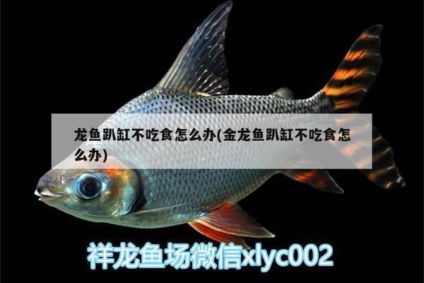 龙鱼吃多了不吃食怎么办vs祥龙鱼场：如何判断龙鱼是否过饱 vs祥龙鱼场 第3张