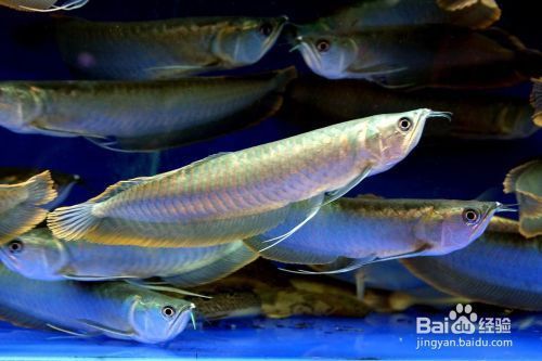 龙鱼吃法：水族馆养龙鱼的注意事项 水族问答