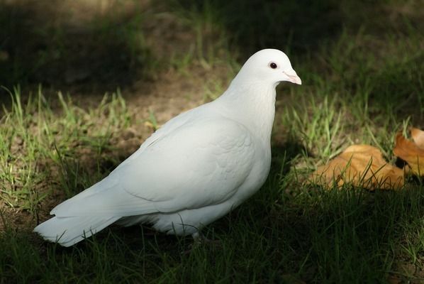 龙鱼吃饭不动：为什么龙鱼吃饭时一动不动？ 水族问答