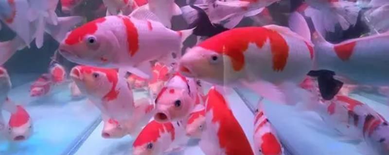 龙鱼吃缸底食：关于龙鱼缸中食物投放的问题 水族问答 第1张