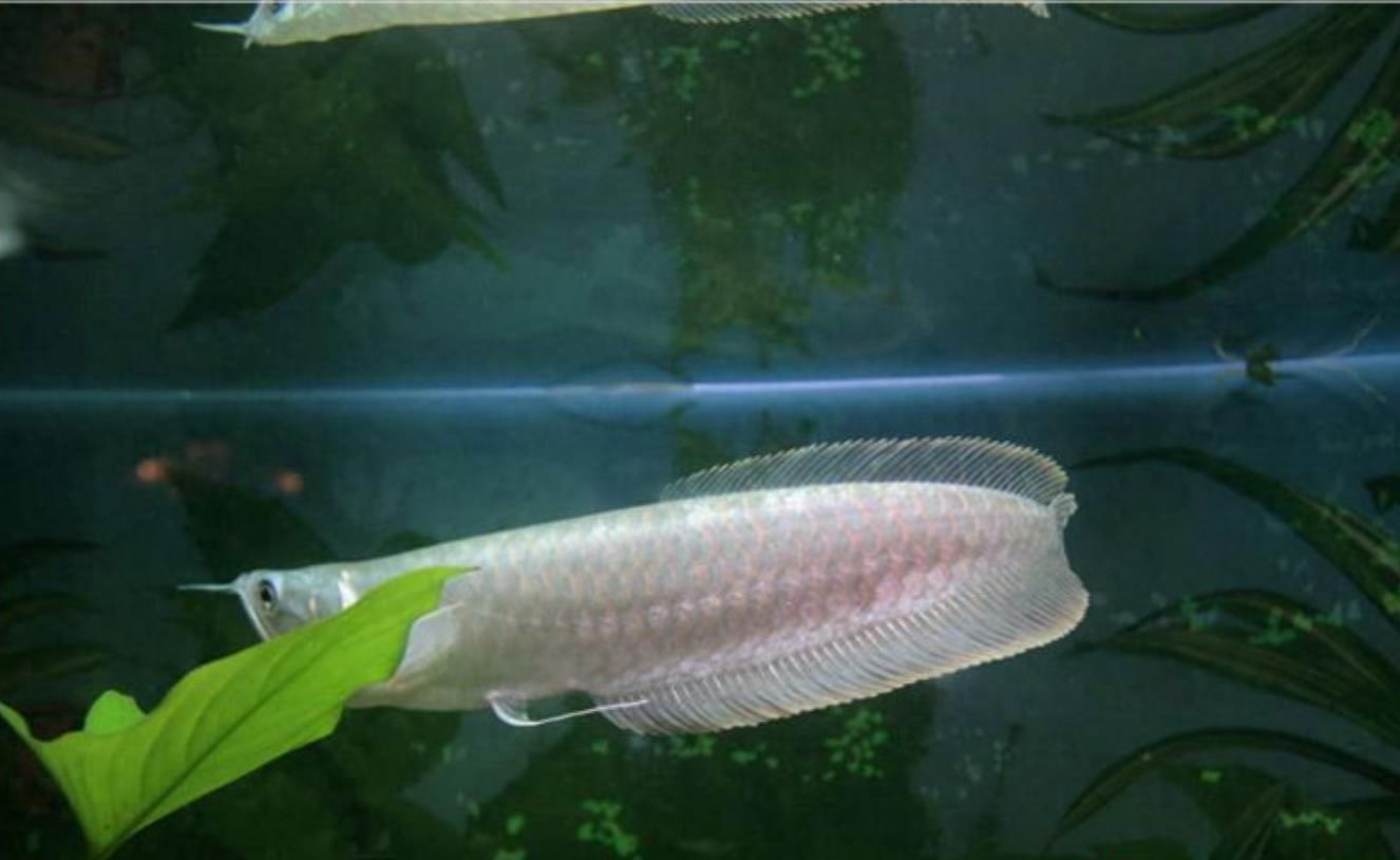 龙鱼吃活食和饲料的好处：龙鱼吃活食和饲料的好处， 水族问答 第2张