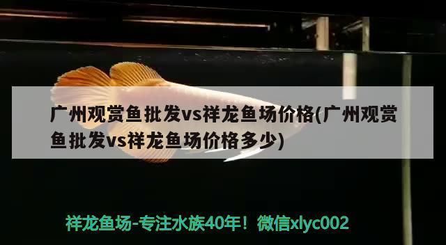 龙鱼老用身体蹭缸：龙鱼用身体蹭缸的原因 龙鱼百科 第4张