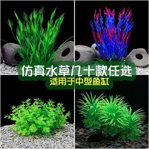 龙鱼缸养什么植物：哪些植物适合在龙鱼缸中养殖 龙鱼百科 第5张