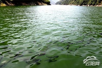 龙鱼吃金鱼吗 水族问答 第1张