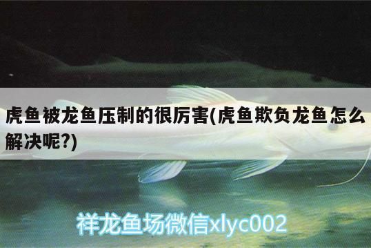 龙鱼与虎鱼混养打架怎么处理好：龙鱼与虎鱼混养在水族箱中时可能会发生打架 龙鱼百科 第4张