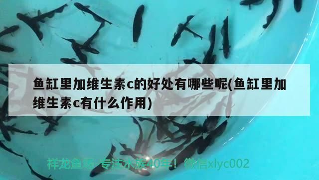 龙鱼缸放维生素c的作用和功效vs祥龙鱼场：祥龙鱼场的龙鱼品种介绍 vs祥龙鱼场 第3张