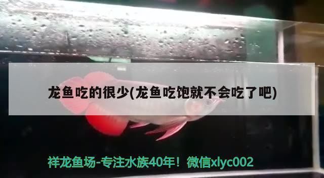 龙鱼吃东西少怎么回事vs祥龙鱼场：红龙鱼吃得少怎么回事 vs祥龙鱼场 第4张