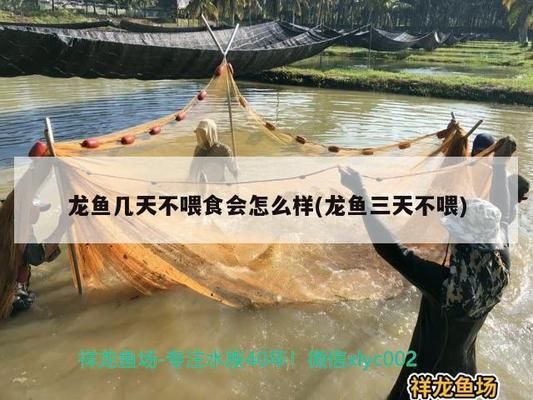 龙鱼多久可以不喂食vs祥龙鱼场：龙鱼可以多长时间不喂食？ vs祥龙鱼场 第4张