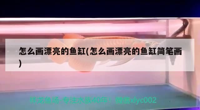 金龙鱼用什么鱼缸vs祥龙鱼场：金龙鱼用什么鱼缸和祥龙鱼场价格趋势金龙鱼与祥龙鱼区别 vs祥龙鱼场 第1张