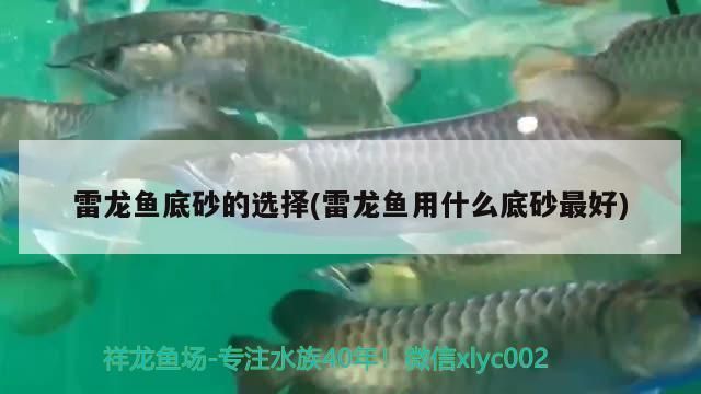 龙鱼多大停止生长vs祥龙鱼场：龙鱼停止生长年龄因种类而异，龙鱼生长周期管理如何辨别