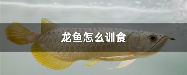 龙鱼训食饲料配方视频教程：龙鱼训食饲料配方大全视频教程 龙鱼百科 第4张