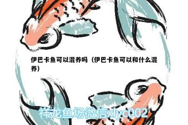 伊巴卡鱼混养注意事项：伊巴卡鱼在混养时需要注意多个方面以确保它们能够与其他鱼类和谐共处 龙鱼百科 第6张