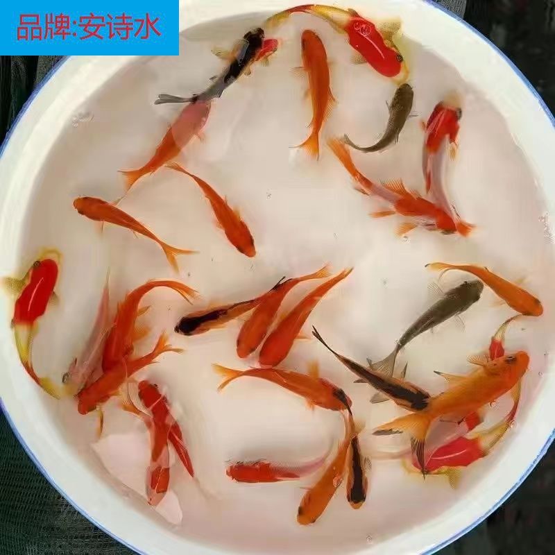 龙鱼鱼食制作方法：制作龙鱼鱼食的流程