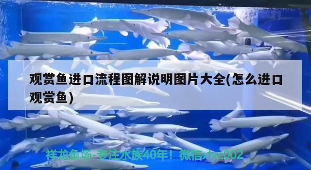 龙鱼出口台湾的时间表图片：龙鱼出口台湾时间表显示，龙鱼出口台湾的时间表图片 龙鱼百科 第1张