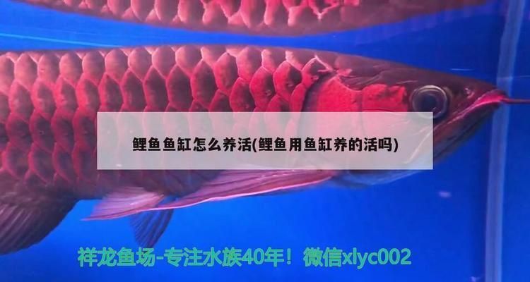 雷龙鱼饲料配方表配料详细图片及价格：雷龙鱼饲料的配料及其价格 龙鱼百科 第3张