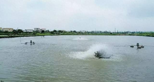 龙鱼吃什么上色快：如何通过饮食调整来促进龙鱼颜色的变化 水族问答 第1张