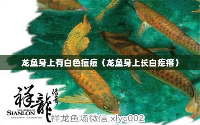 龙鱼鳍上长白疙瘩是什么：龙鱼鳍上长白疙瘩可能是由于疾病感染引起的，如何正确处理