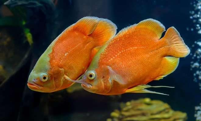 龙鱼吃食欲望不高正常吗：龙鱼在换季时食欲下降 水族问答 第1张