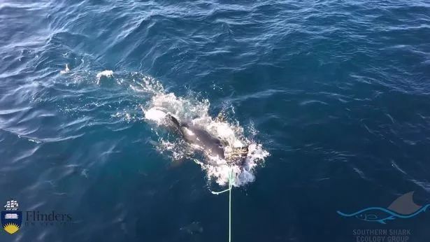 龙鱼吃熟虾：关于龙鱼吃熟虾的问题 水族问答 第2张