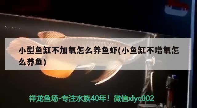 龙鱼吃死鱼吗：为什么龙鱼会吃那些死亡时间较长的鱼？ 水族问答 第1张