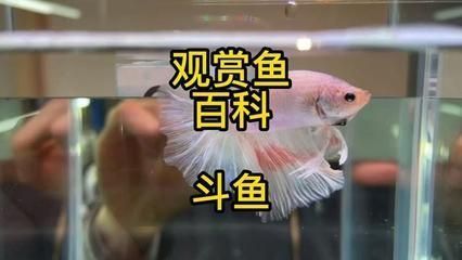 恐龙鱼食欲减退应对策略：恐龙鱼食欲减退怎么办 龙鱼百科 第5张