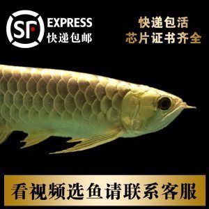 龙鱼吃虾吗：关于龙鱼吃虾的问题 水族问答 第4张