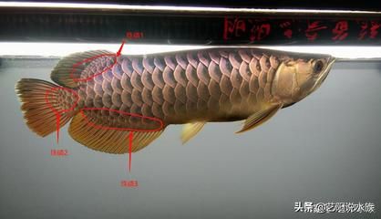 龙鱼结构与功能图解：龙鱼的结构与功能 龙鱼百科 第3张