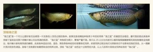 龙鱼有小的吗：体型较小的龙鱼品种 龙鱼百科 第5张