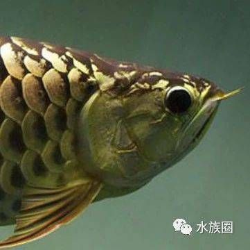 龙鱼缸水流大小对龙鱼影响：水流大小对龙鱼的影响 龙鱼百科 第3张