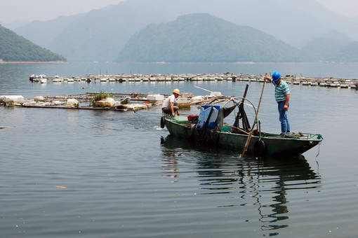 龙鱼搭配关刀鱼：关于龙鱼和关刀鱼的问题 水族问答 第1张