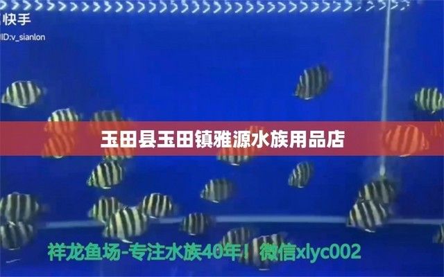 龙鱼搭配清缸鱼：龙鱼与清缸鱼在鱼缸中能和平共存吗？ 水族问答